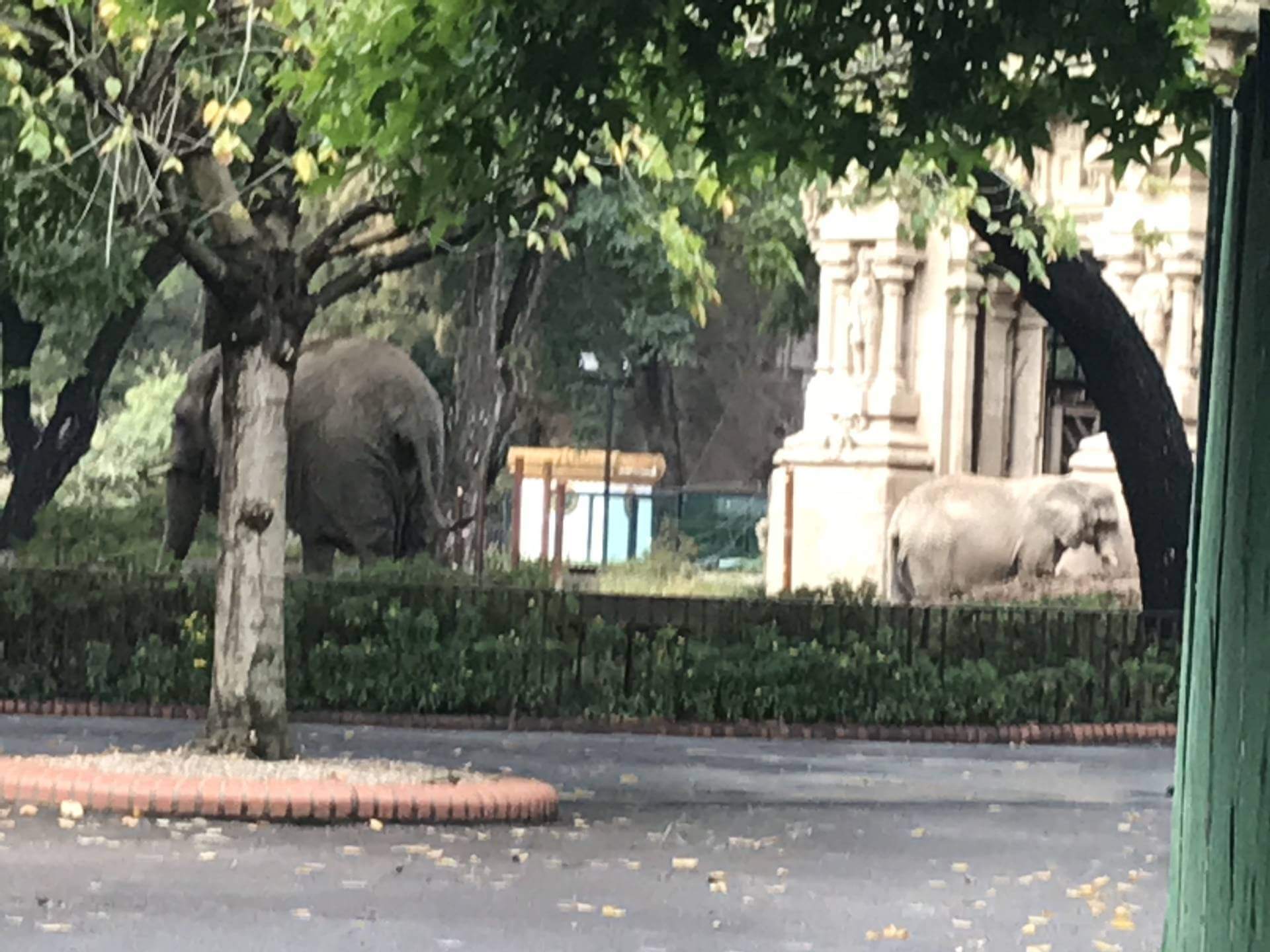 Elephants in Buenos Aires at their residence