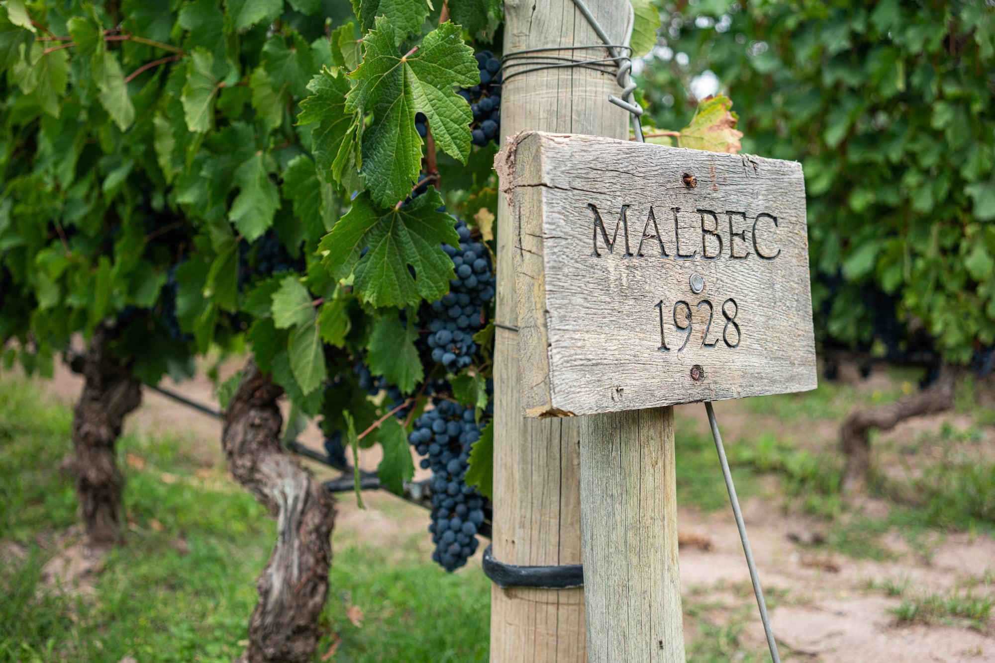 Malbec wine Popular Drinks in Argentina to try