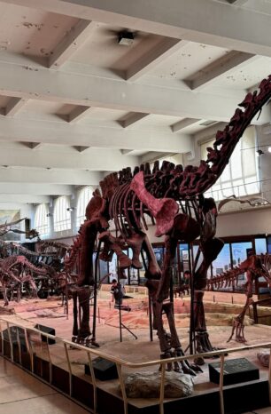 Museu de Ciências Naturais Bernardino Rivadavia: O Museu Mais Subestimado de Buenos Aires