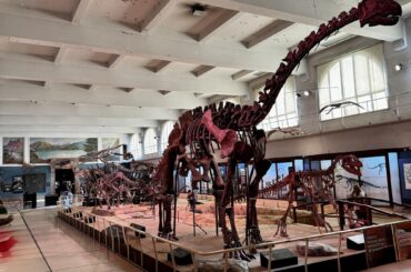 Museum Bernardino Rivadavia of Natural Science